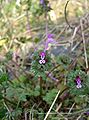 手前のツボミのようなものが閉鎖花（ホトケノザ）