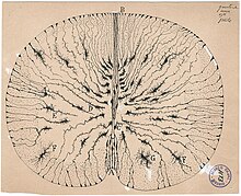 Cellules gliales de la moelle épinière de souris