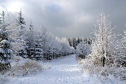 Schneebedeckte Waldlandschaft in den Beskiden in Schlesien und Mähren.