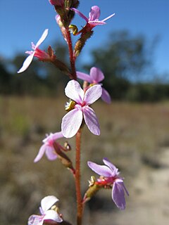 Stylidium graminifolium