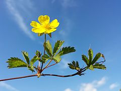 Potentilla reptans.