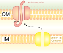 Type V Secretion system