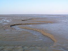 Les vasières font partie des habitats d'intérêt européens. Peu spectaculaires, elles sont pourtant importantes dans le cycle du carbone et à l'origine d'une importante productivité biologique, ici sur le littoral de la mer des Wadden Schleswig-Holstein en Allemagne.