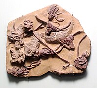 Crinoïdes du début du Carbonifère.