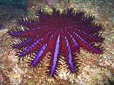 棘冠海星（Acanthaster planci）