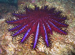 Acanthaster planci stricto sensu (Thailand).