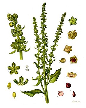 Descripcion d'l'imatge Beta vulgaris - Köhler–s Medizinal-Pflanzen-167.jpg.