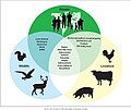 Image 21Possibilities for zoonotic disease transmissions (from Epidemic)