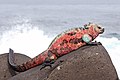 Iguana marina (Amblyrhynchus cristatus) en la isla Española, islas Galápagos. Por Benjamint444.