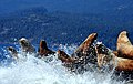 Steller sea lions crowd onto a rock at Jedediah Island Marine Provincial Park