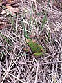 Blended color morph green with brown stripes