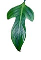 foglia panduriforme di Philodendron panduriforme