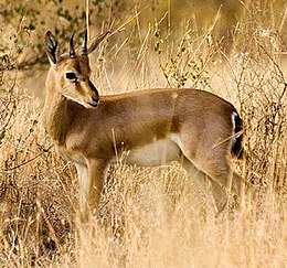 Indinė gazelė (Gazella bennettii)