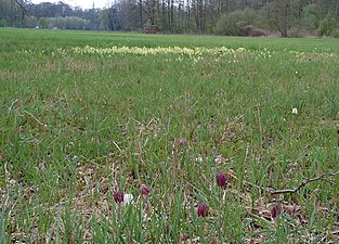 Natuurgebied Schachblumenwiesen