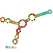 SAM-IV riboswitch: Secondary structure for the riboswitch marked up by sequence conservation. Family RF00634.