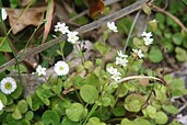 Myosotis pansa subsp. praeceps