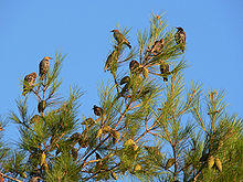 Resting on migration