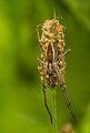 Los pisáuridos (Pisauridae) son una familia de arañas araneomorfas que engloba a unas 550 especies, distribuidas por todo el mundo. Viven en el suelo, en la superficie de aguas estancadas y en plantas acuáticas. Son arañas grandes que se parecen a las arañas lobo (Lycosidae) en la forma que tienen de cazar y atrapar a la presa. Su caparazón es ovalado con marcas longitudinales. Las hembras llevan las ootecas en los quelíceros, que cuelgan bajo su cuerpo. Cuando nacen las crías las colocan en unas telarañas con forma de carpa, donde las cuidan hasta la segunda muda de piel. Por Richard Bartz.