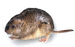 Ctenomys haigi