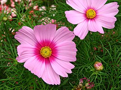 Punakosmoskukka (Cosmos bipinnatus)