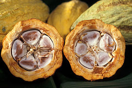 Cacao