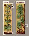 Cannabis sativa femelle et mâle, tels que vus dans Les Grandes Heures d'Anne de Bretagne, (1505-1508). Notez la confusion entre mâle et femelle.