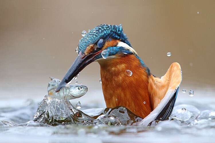 Обыкновенный зимородок (Alcedo atthis) во время охоты