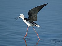 Black-winged Stilt