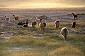 Llamas in the desert