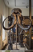 Mammoth skeleton