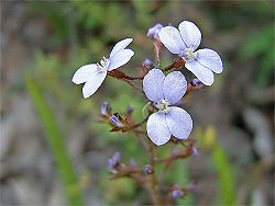 Stylidium amoenum