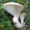 Blasser Kräuter-Seitling Pleurotus nebrodensis