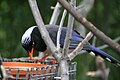 Red-billed blue magpie