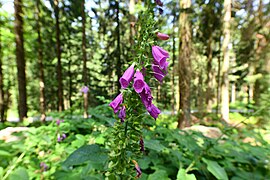 Digitalis purpurea près d'Ulrichsberg en Autriche. Juillet 2022.