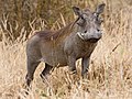 El facóquero común o facocero común (Phacochoerus africanus) es una especie de mamífero artiodáctilo de la familia Suidae, una de las dos especies de Phacochoerus que existen. Es la más numerosa en las sabanas de África. Por Ikiwaner.