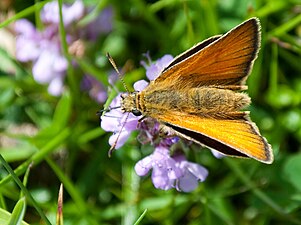 Skråstregbredpande (Thymelicus sylvestris) Thymelicus sylvestris