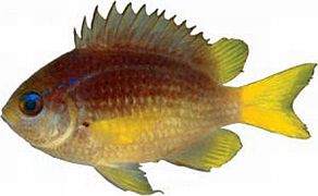 Chromis enchrysura