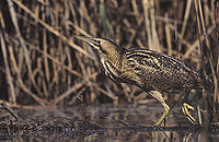 Great bittern (Botaurus stellaris)