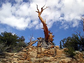 Pinus longaeva, White Mountains, California