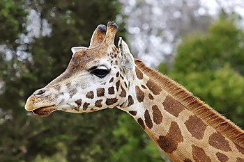 Rothschild's Giraffe