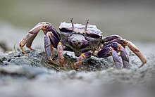 Fiddler_crab_(Uca_tangeri_en_Uca_sp)