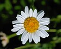 Leucanthemum lacustre