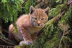 Lynx kitten