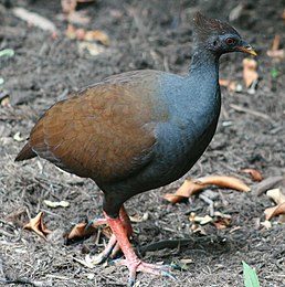 Великоніг австралійський (Megapodius reinwardt)