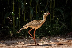 Seriema (Cariama cristata)