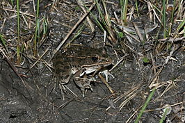 Lithobates blairi