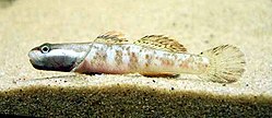 Самець Rhinogobius duospilus