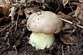 ! Boletus radicans !