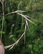 The spike-like raceme bent to show the pairs of spikelets