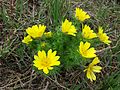 Tribus Adonideae: Frühlings-Adonisröschen (Adonis vernalis)